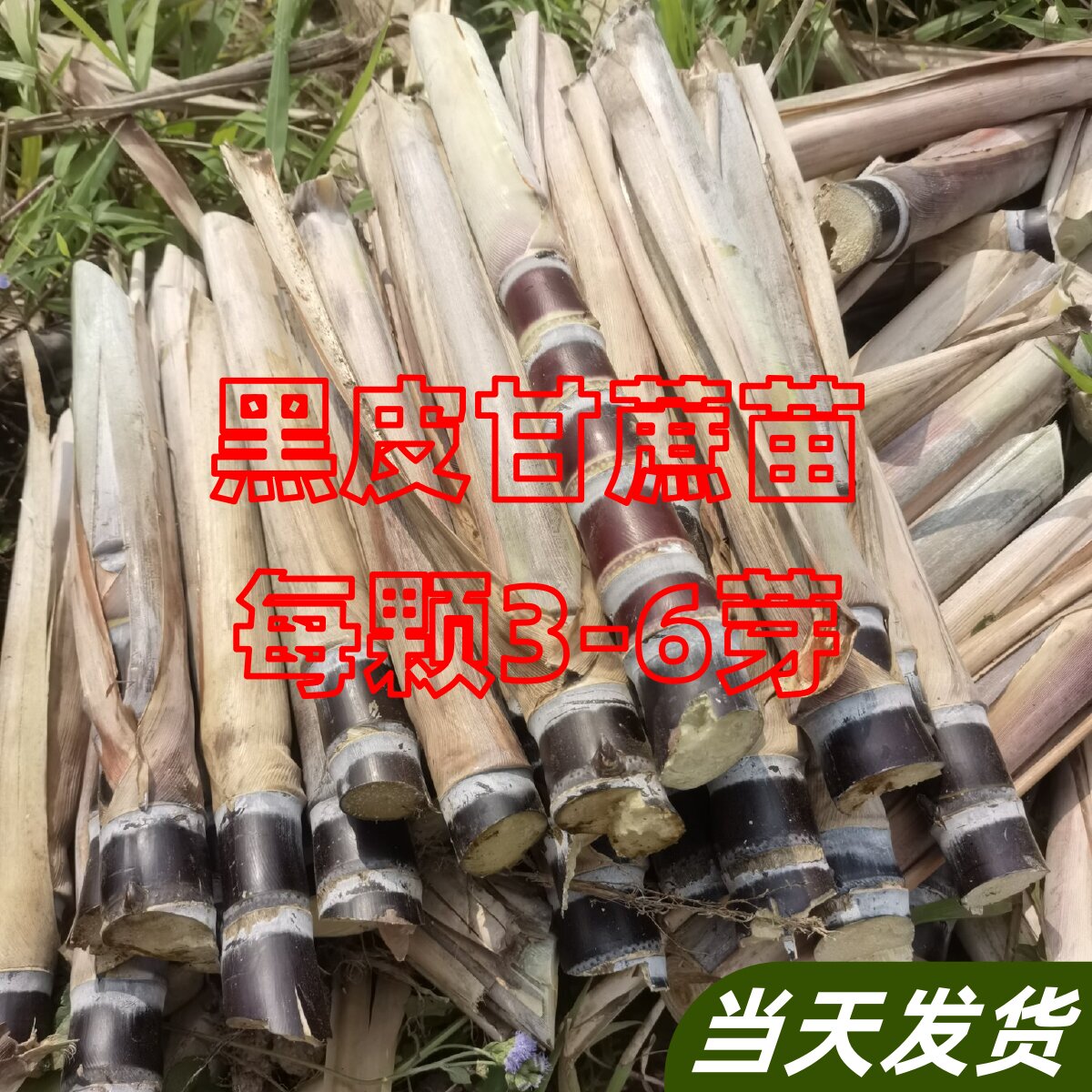 水果黑皮甘蔗苗种子南北方种植苗种籽黄皮脆皮带芽白玉甘蔗种苗种