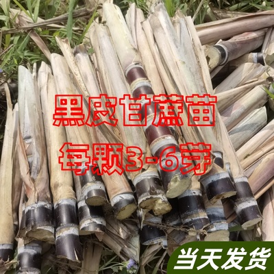 水果黑皮甘蔗苗种子南北方种植苗种籽黄皮脆皮带芽白玉甘蔗种苗种