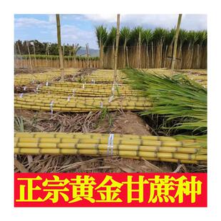 广西正宗黄金甘蔗种子黄皮水果甘蔗种植苗黑皮高产存活率高