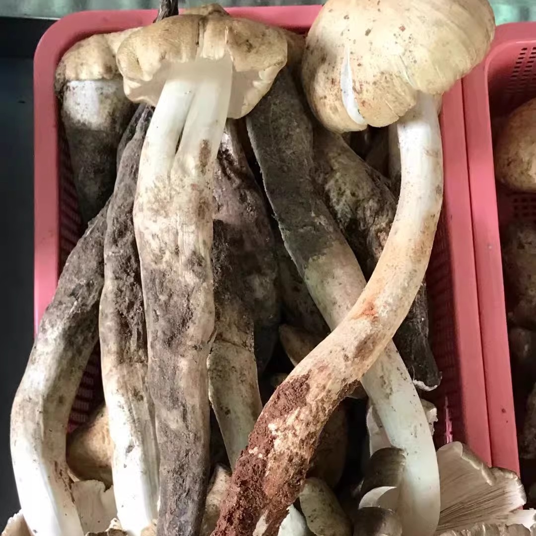 鸡枞菌菌种原种野生菌菌包菌棒人工荔枝菌三塔菌伞把菌蘑菇种植包