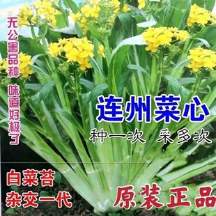 多子多孙甜菜心甜脆菜苔芯种子白菜苔种籽农家蔬菜种孑