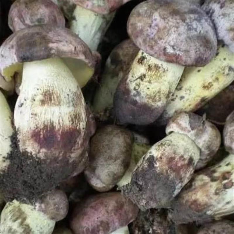 白葱菌菌种牛肝菇菌包菌棒室内外可食用栽培种盆栽四季蘑包种植菇