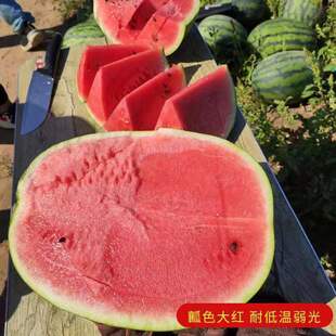 特大懒汉王西瓜种子脆甜多汁水果西瓜石头缝西瓜蔬菜水果种子