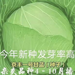 京丰一号甘蓝种子莲花白卷心菜种籽绿甘蓝包菜种子四季播蔬菜种子