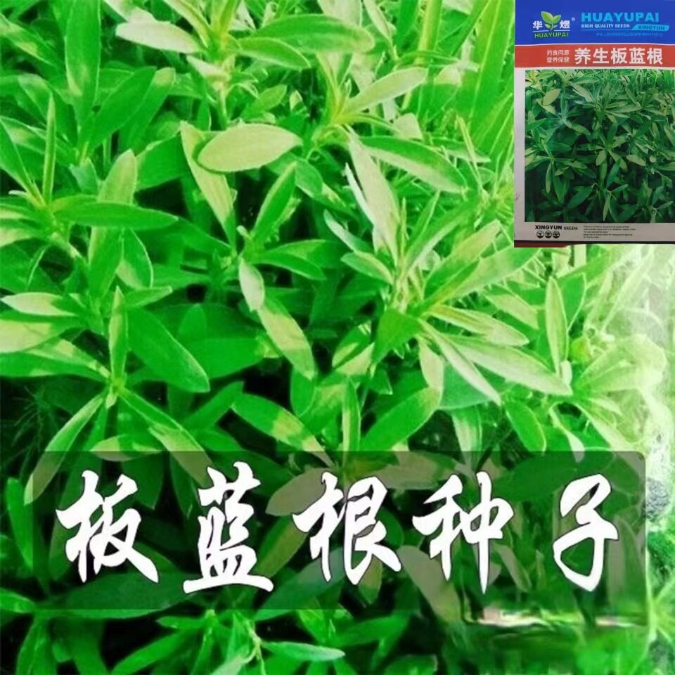 养生板蓝根种子阳台盆栽野菜