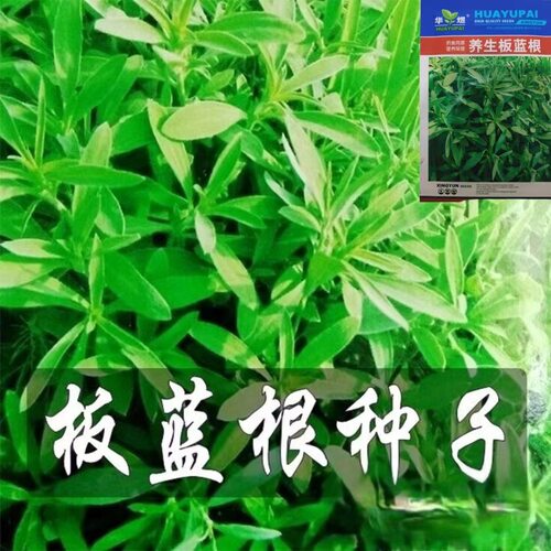 养生板蓝根种子阳台盆栽野菜