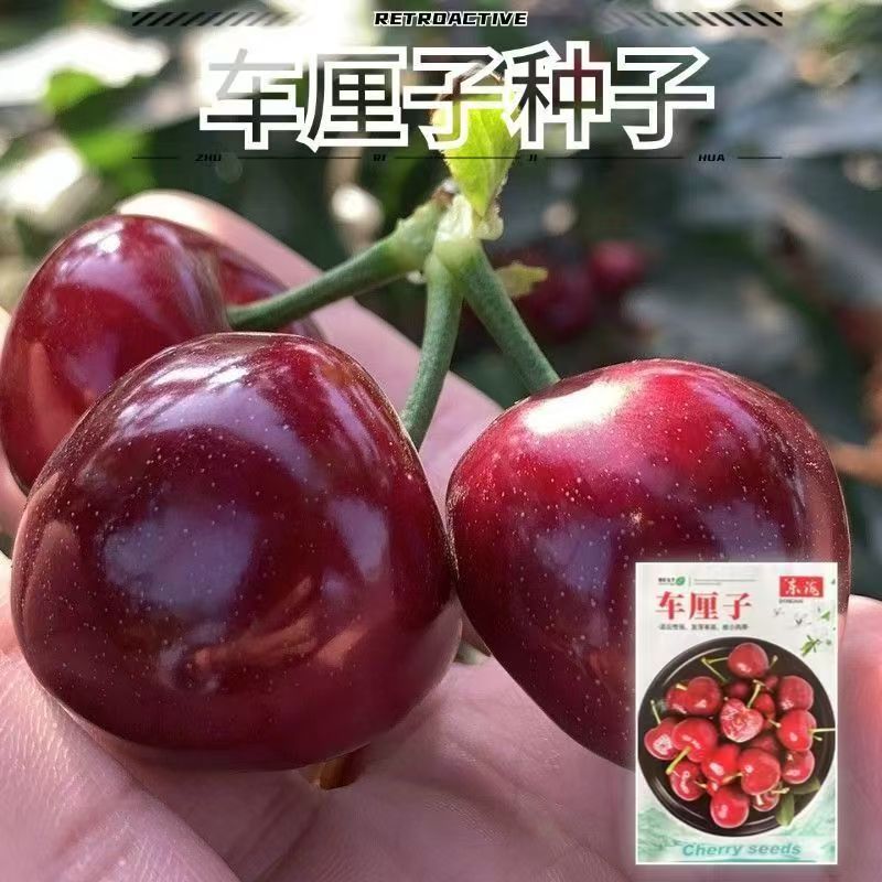 车厘子种子大樱桃南北可种
