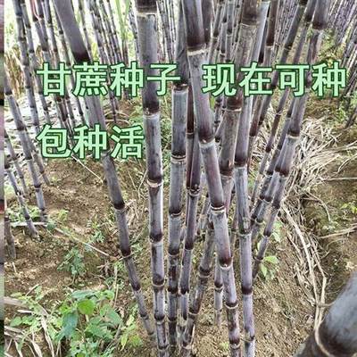 甘蔗种苗正宗多汁广西黑皮甘蔗种易种植黄皮超甜节长南北方甘蔗苗