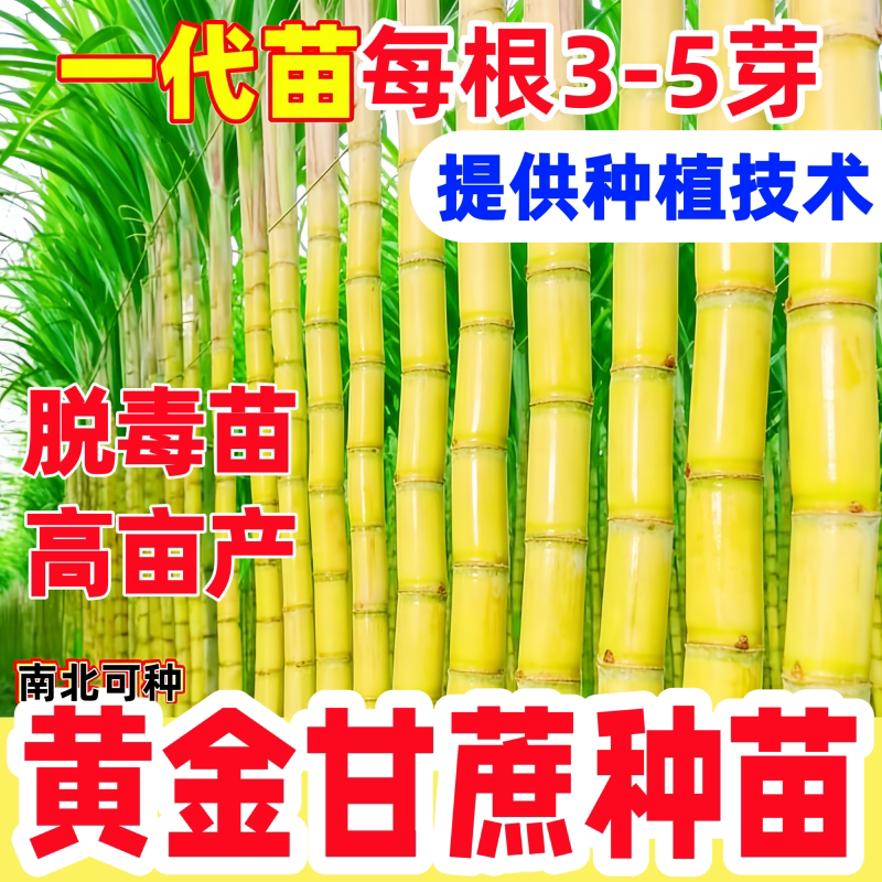 水果黄金皮甘蔗苗种苗子秧带芽广西黑紫红皮甘蔗种高产甘蔗苗种子