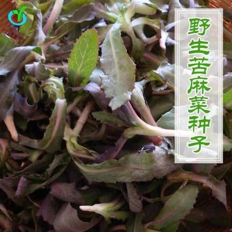野生苦麻菜种子曲麻菜营养口感鲜嫩抗病速生春秋阳台盆栽菜籽