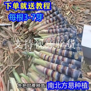广西黑皮甘蔗苗南北方盆栽黄皮甘蔗种子带芽水果苗甘蔗青皮苗种苗
