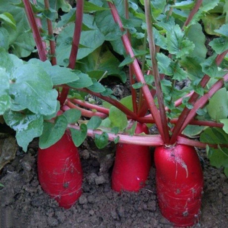 满身红大红袍水果萝卜种子甜脆红皮萝卜红皮白心萝卜种籽蔬菜种子