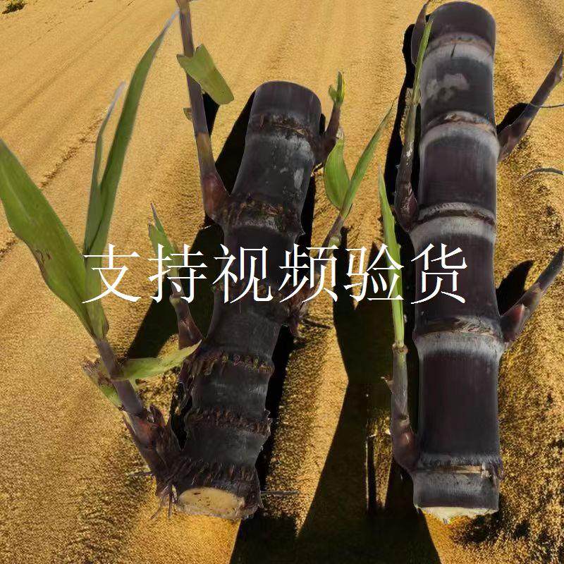 广西黑皮甘蔗种黄皮白玉特甜甘蔗种苗种子盆栽小苗种植水果甘蔗苗图片