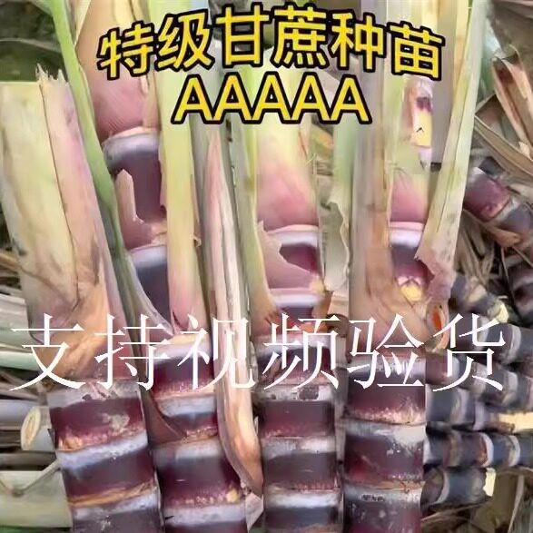 广西黄皮甘蔗苗种籽黑皮种子高产脆甜青皮云南黄金甘蔗树苗甘蔗苗