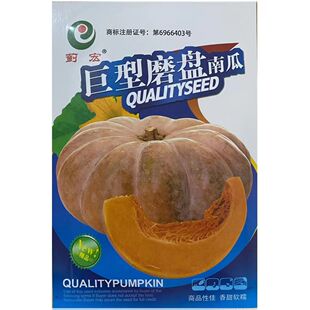 磨盘南瓜种子农家南瓜子家庭盆栽甜面大南瓜种子蔬菜种子
