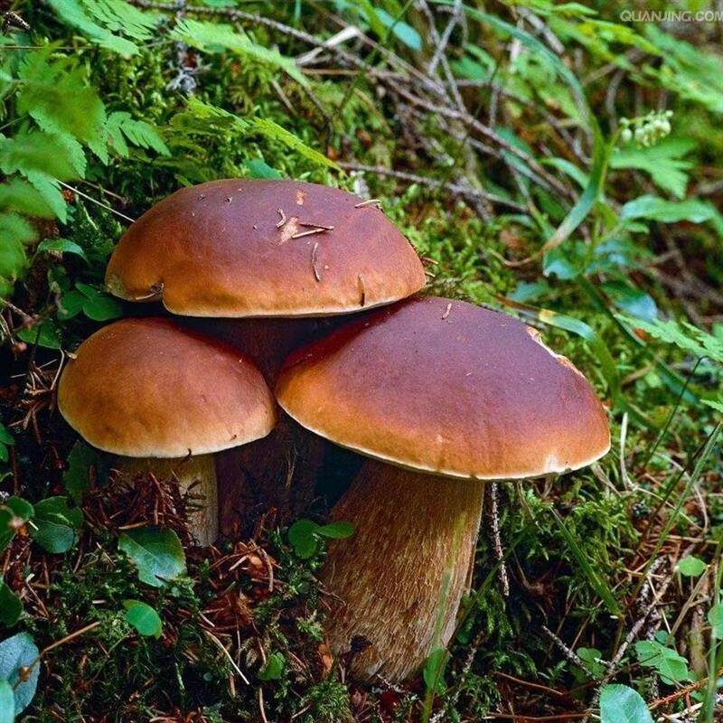 云南人工野生黑牛肝菌菌包菌种大脚蘑菌菇菌菇种植包盆栽白牛肝菌