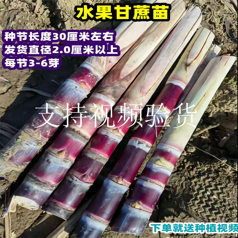 黑皮甘蔗苗种南北方种植脆甜黄皮带芽孢种苗节正宗广西水果甘蔗苗图片