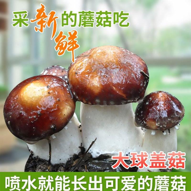 大球盖菇菌种食用赤松茸栽培种菌包蘑菇包菌棒菌趣味养蘑菇种植包