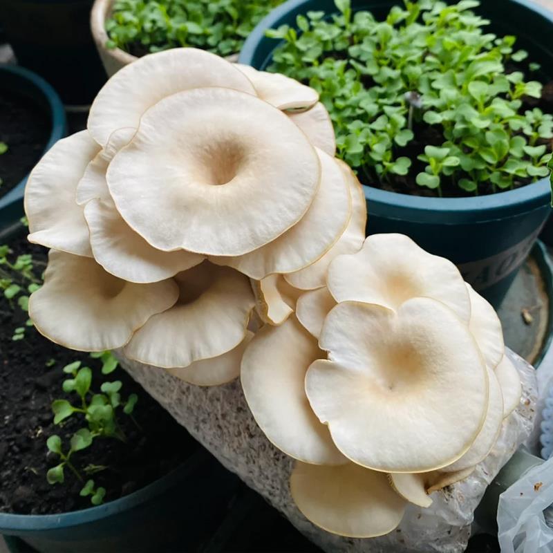 平菇菌种香菇榆黄菇菌包土培菌种家庭室内四季可食用菌蘑菇种植包
