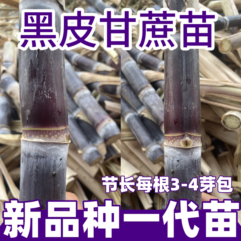 正宗广西水果黑皮甘蔗苗种黄金皮南北种植子孑籽节长多汁脆皮软甜