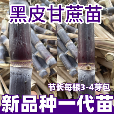 正宗广西水果黑皮甘蔗苗种黄金皮南北种植子孑籽节长多汁脆皮软甜