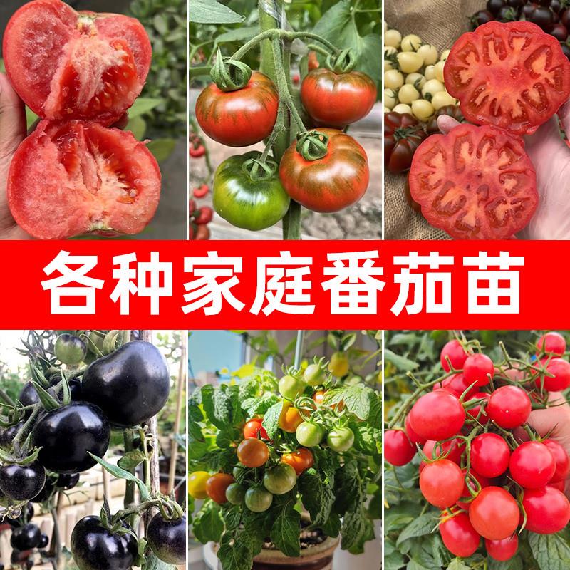 四季矮生番茄苗水果盆栽千禧种子孑种籽阳台圣女果西红柿草莓苗秧