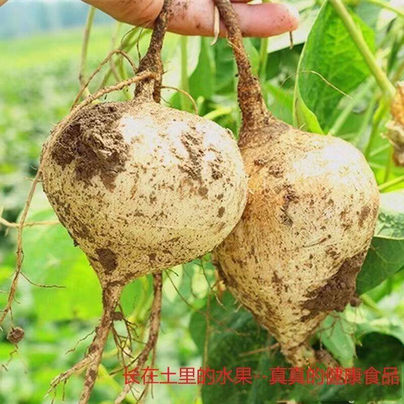 地瓜种子凉薯土瓜种子白凉瓜牧马山水果生吃沙葛蔬菜种孑早熟高产