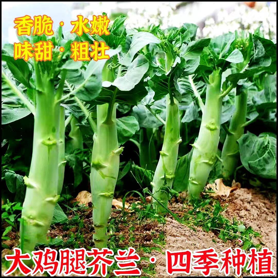 正宗鸡腿芥兰 甜芥蓝种子耐高温芥兰菜甜脆农家种植鸡腿青芥兰