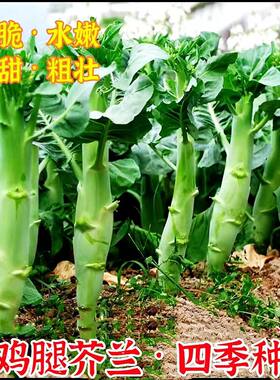 正宗鸡腿芥兰种子耐高温甜脆