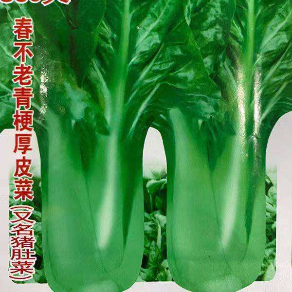 青梗大叶厚皮菜种子四季可种