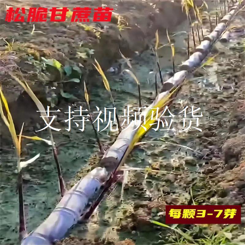 广西黑皮甘蔗苗种种子四季南北方种植大苗黄皮水果带芽甜甘蔗种苗图片