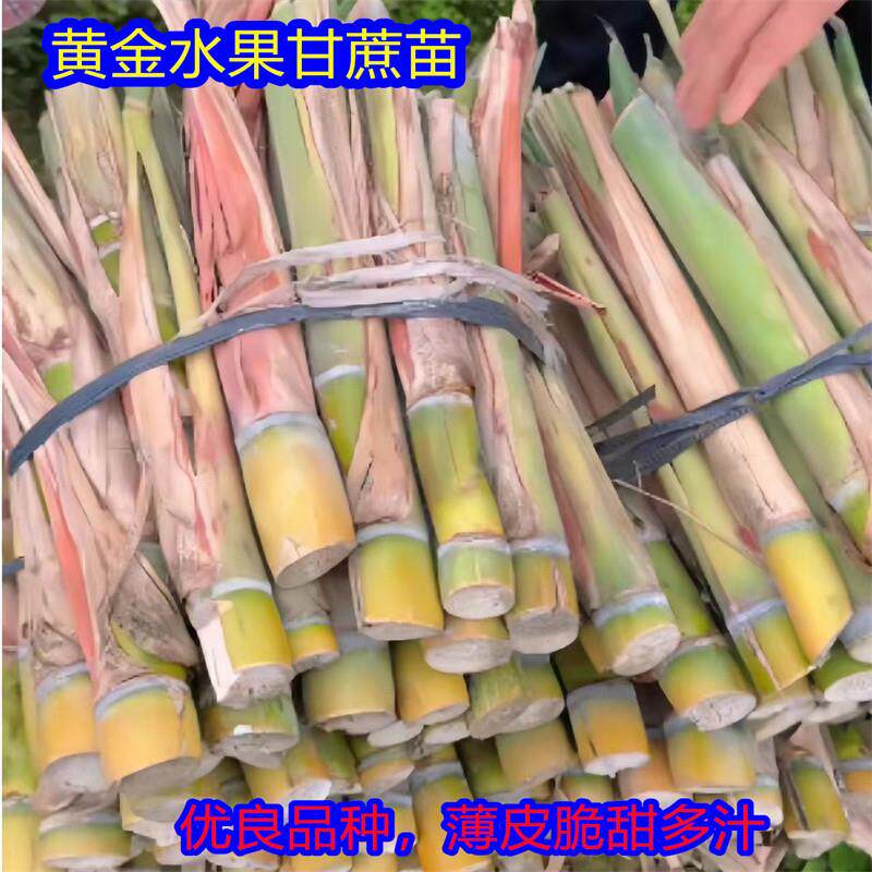 广西黑皮甘蔗种苗南北方种植青皮甘蔗种子种节苗种黄皮水果甘蔗苗图片