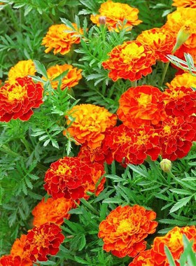 彩包花卉种子黄色红色密花孔雀草易种植四季可播野花阳台红黄草