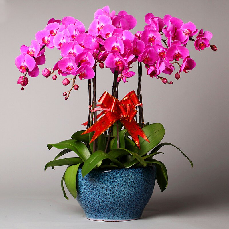 蝴蝶兰盆栽绿植室内高档花卉
