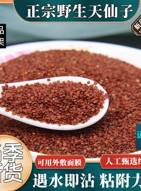 中药材天仙子正宗云南天仙子