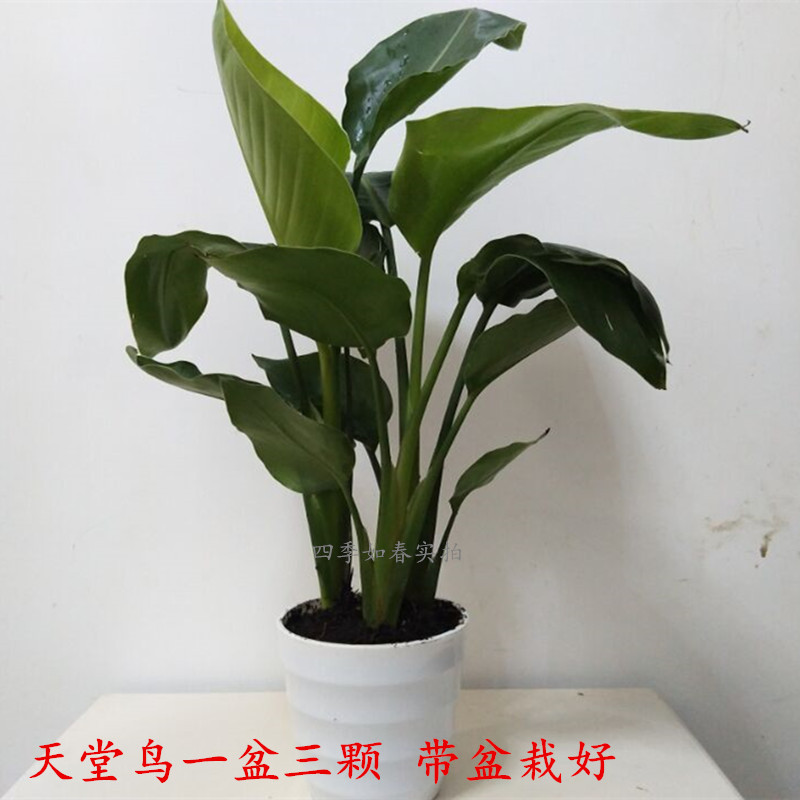 鹤望兰绿植盆栽阳台净化空气图片