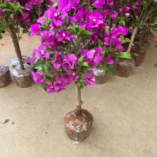 四季红花三角梅盆栽棒棒糖三角梅阳台庭院带花苞云南紫大花绿植物