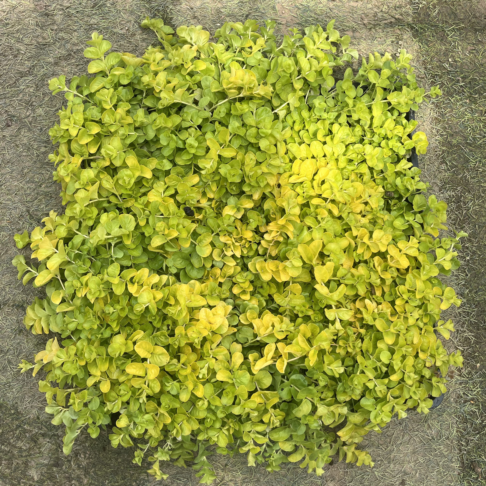 金莎蔓盆栽地被植物多年生耐寒耐热庭院花园花镜植物四季常绿绿植