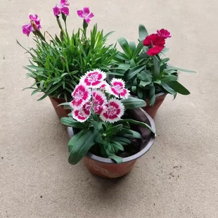 四季欧石竹花苗庭院阳台盆栽初吻带花苞植物带盆好养绿植绿化耐寒