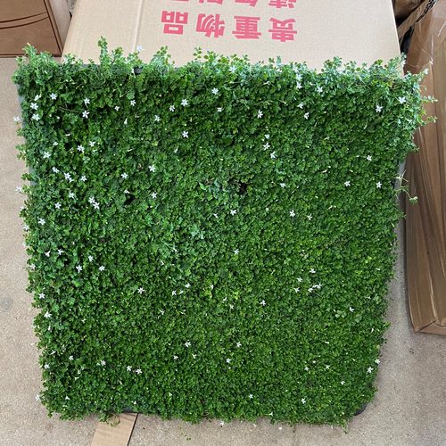 四季新西兰半边莲蓝花白色花朵室外地被花镜庭院花园整方盘绿植物