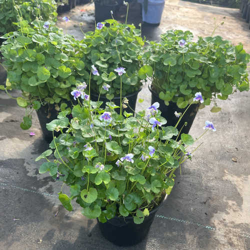熊猫堇盆栽地栽植物耐寒耐热