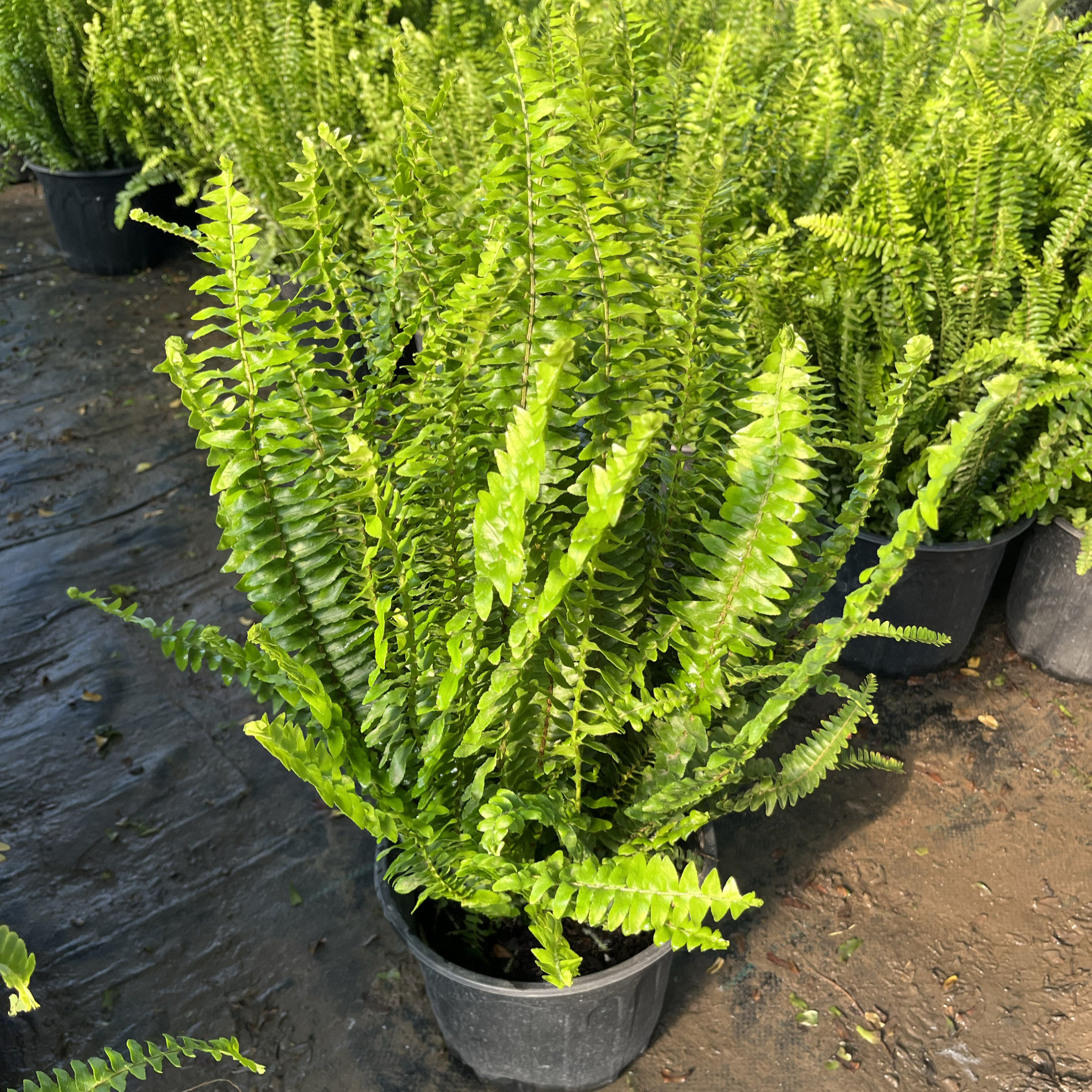 肾蕨盆栽地栽绿植物多年生耐寒耐热庭院花园绿化花镜植物四季常青