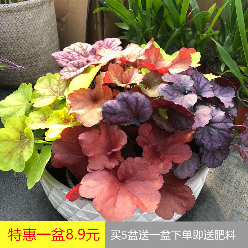 彩色开花矾根盆栽观叶绿植四季常青室外阳台耐寒植物一盆包邮