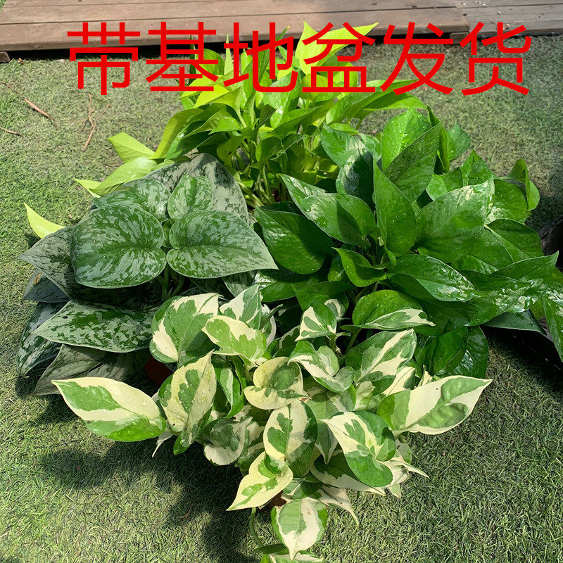 白金葛绿罗水培植物室内办公室垂水培绿植