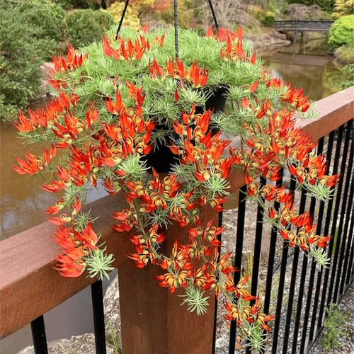 鹦鹉嘴百脉根常绿观花卉叶