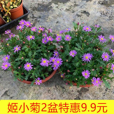 稀有混色姬小菊盆栽四季开花易爆盆阳台庭院耐寒耐热带花发货