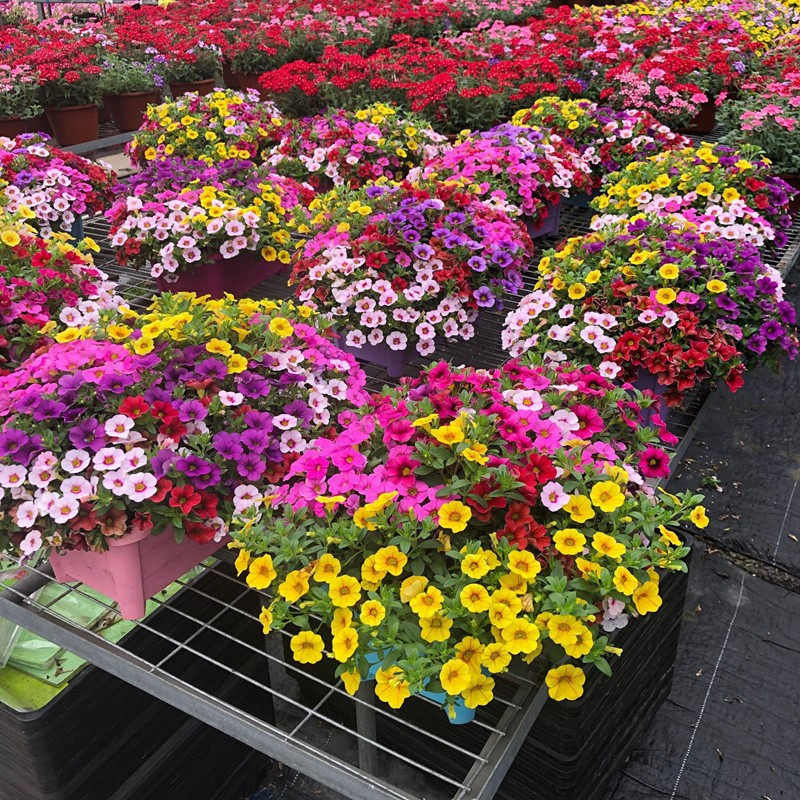 舞春花百万小玲盆栽垂吊台庭院垂吊花卉爆盆爆花好养耐,鲜花速递/花卉仿真/绿植园艺,时令草本花卉,淘宝优惠券,粉丝福利购,淘宝优惠卷