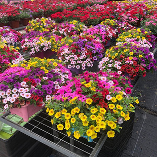 舞春花百万小玲盆栽垂吊台庭院垂吊花卉爆盆爆花好养耐