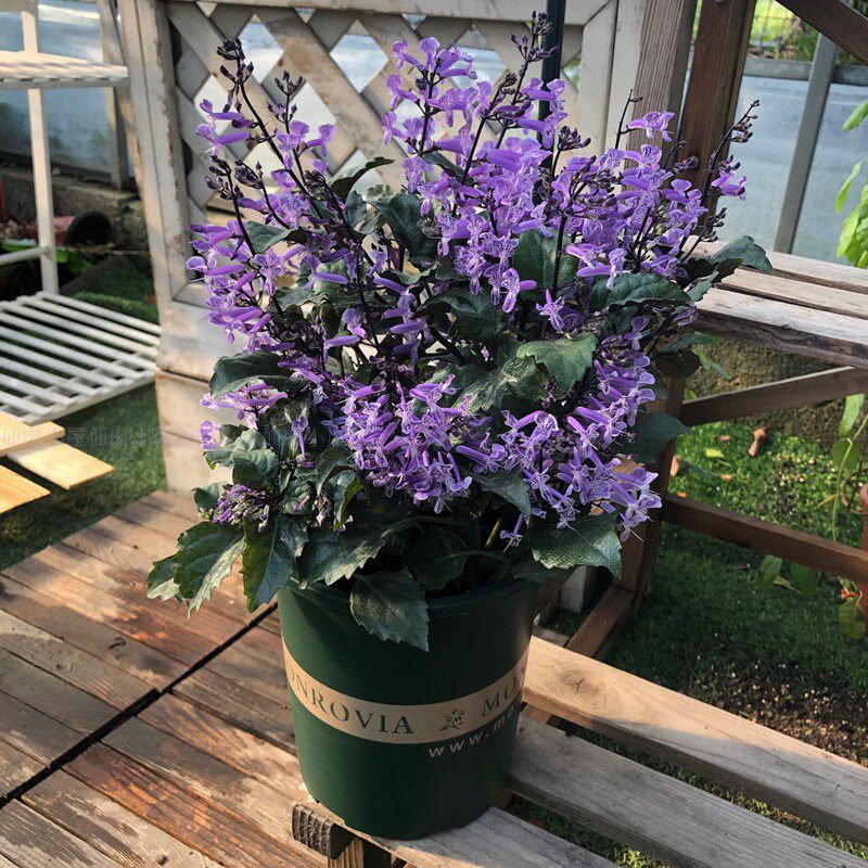 特丽莎莫纳薰衣草吸毒草盆栽花苗室内阳台花卉绿植吸甲醛净化空气