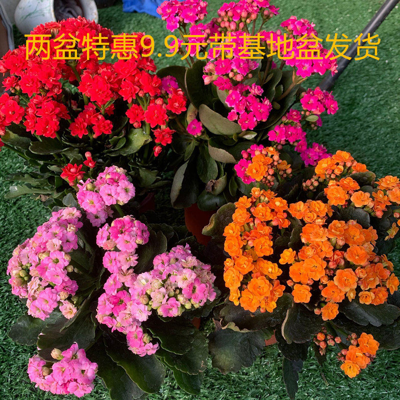 绿植重瓣巴黎观叶长寿花盆栽